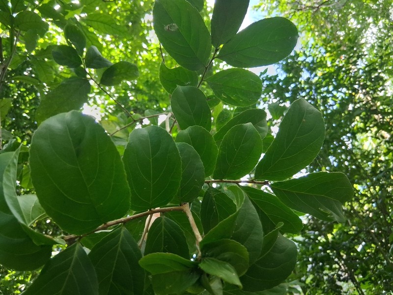 Guyanese Wild Coffee photo 4
