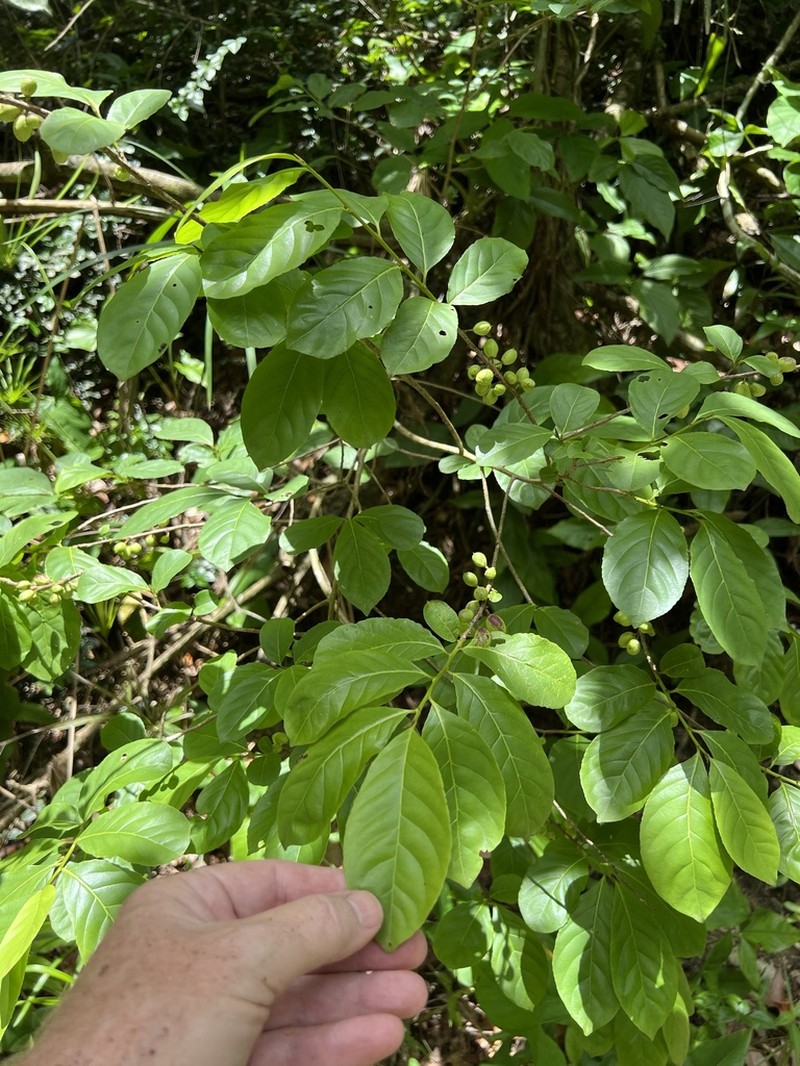 Guyanese Wild Coffee photo 5