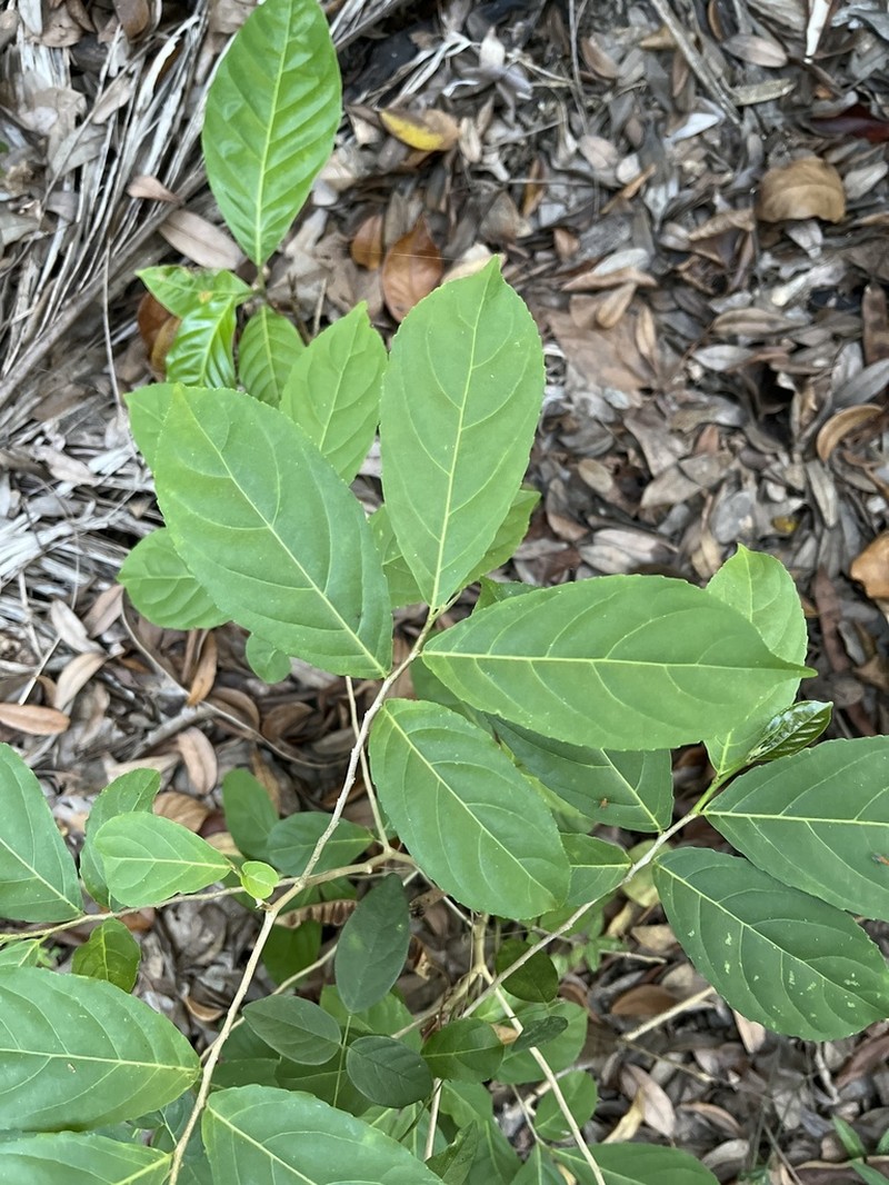 Guyanese Wild Coffee photo 6