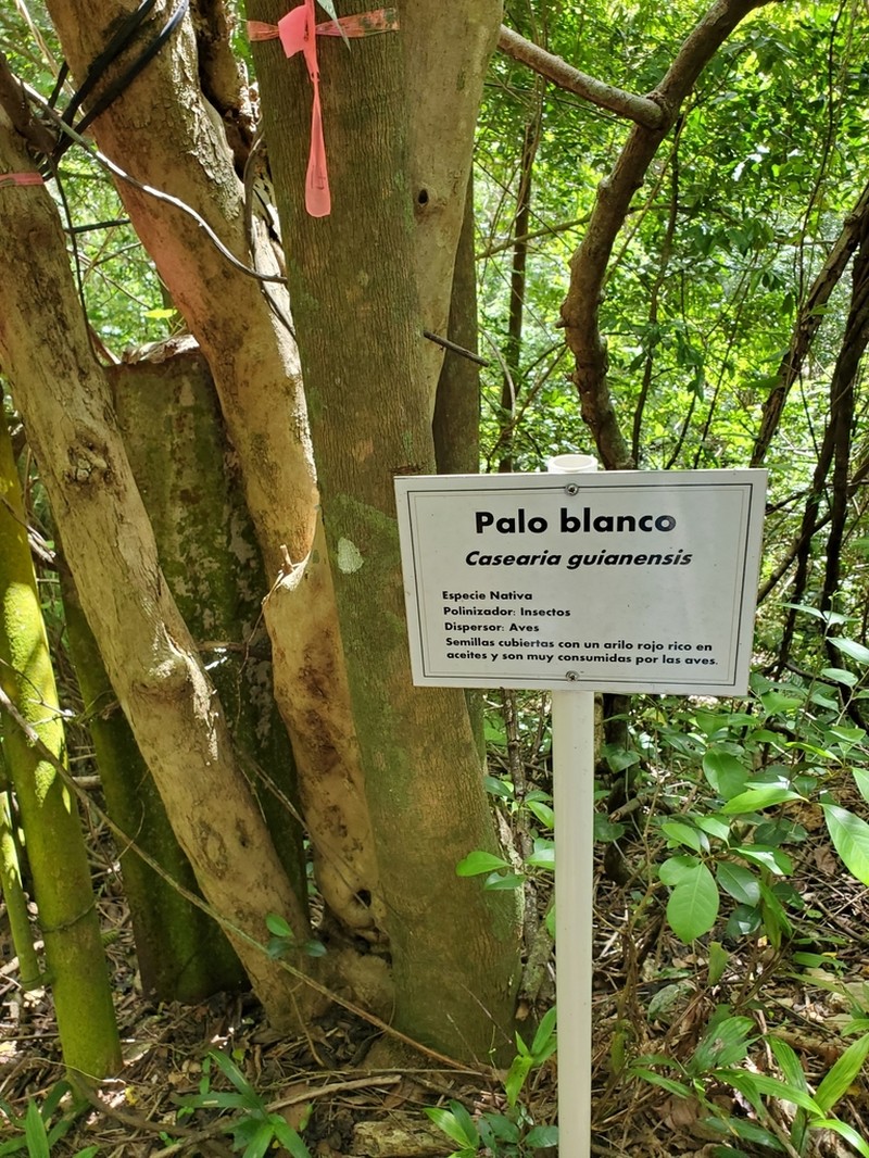 Guyanese Wild Coffee photo 7