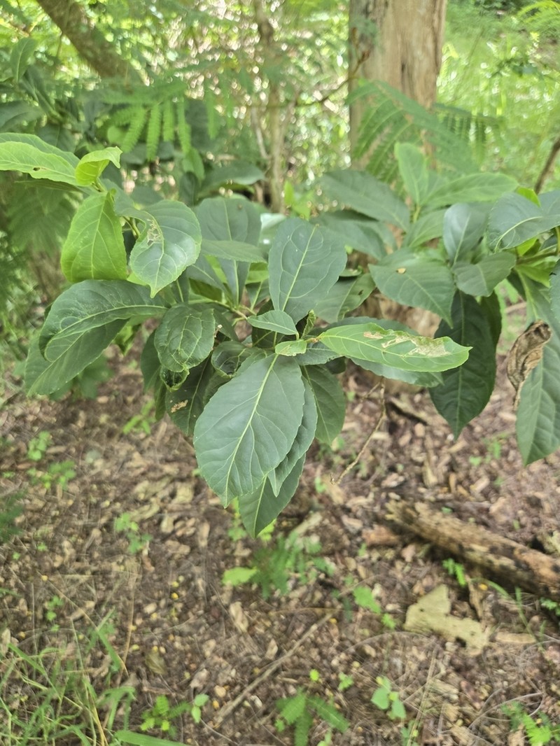Guyanese Wild Coffee photo 8