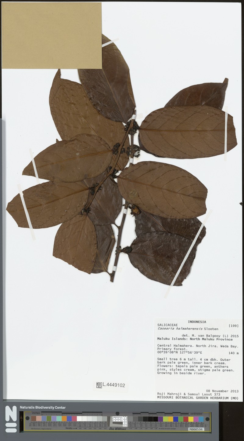 Casearia halmaherensis