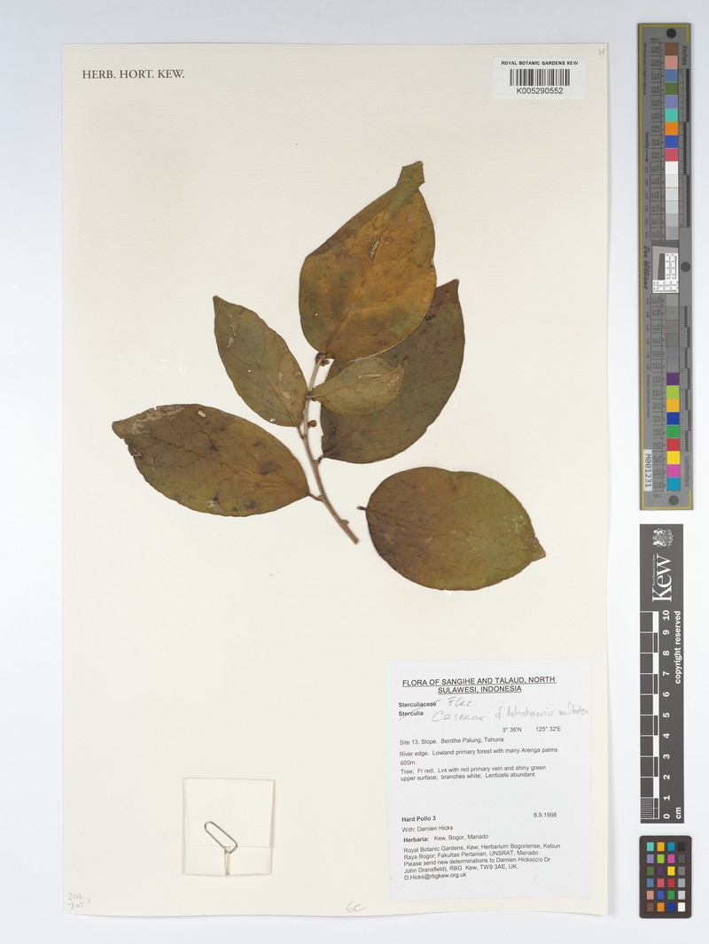 Casearia halmaherensis photo 2