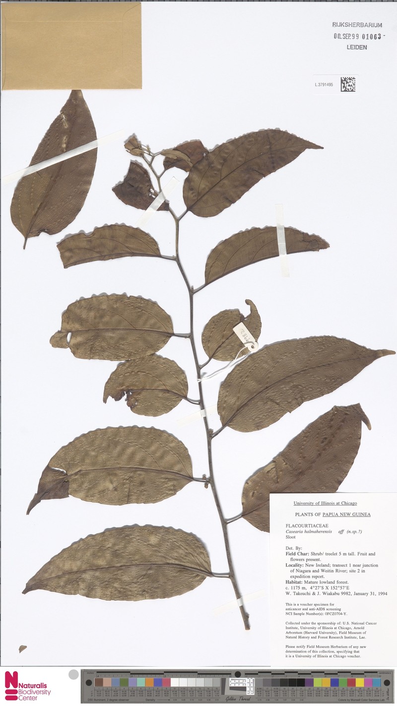 Casearia halmaherensis photo 3
