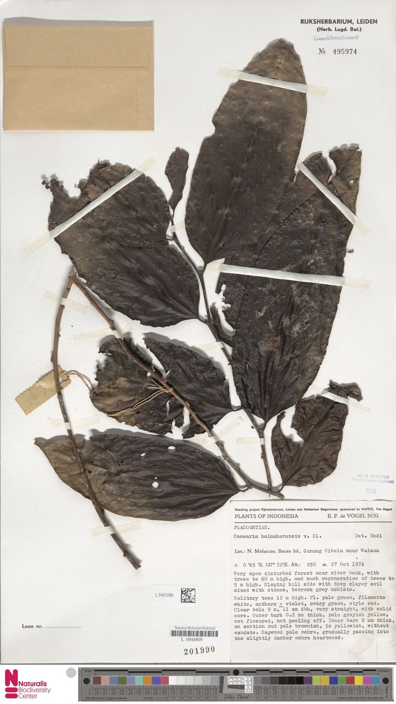 Casearia halmaherensis photo 4