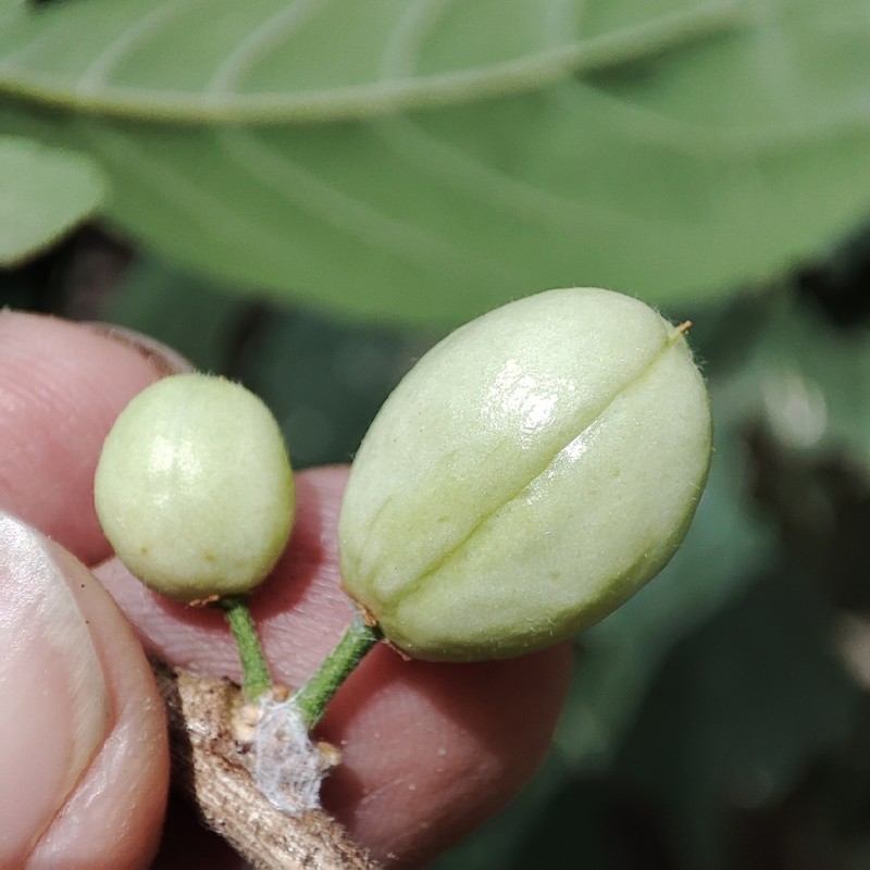 Casearia hirsuta