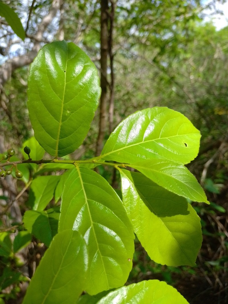 Casearia hirsuta photo 2