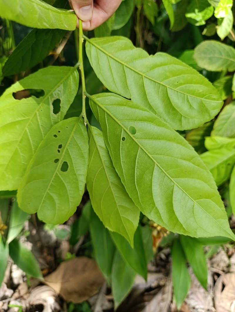 Casearia hirsuta photo 3