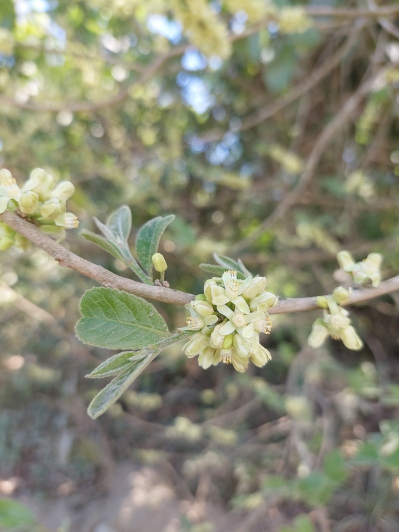 Casearia hirsuta photo 5