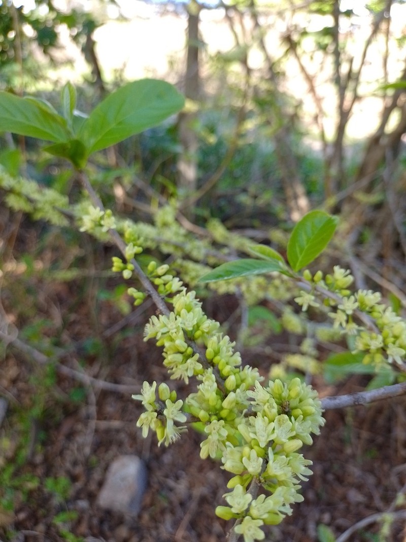 Casearia hirsuta photo 6