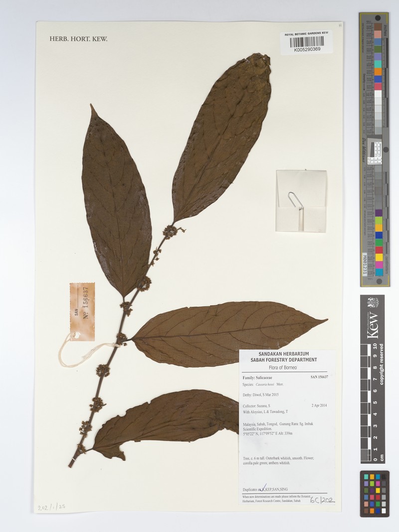 Casearia hosei