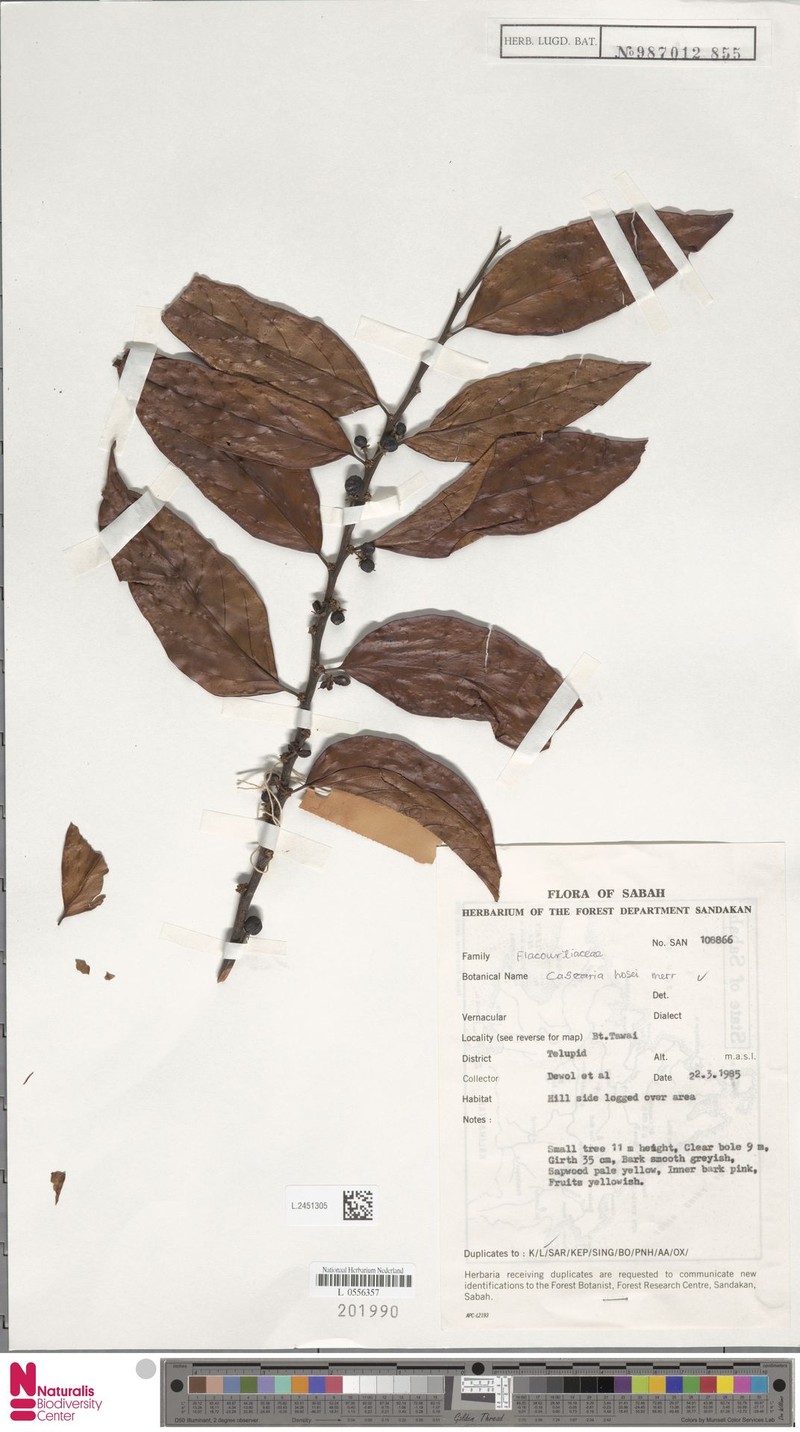 Casearia hosei photo 2