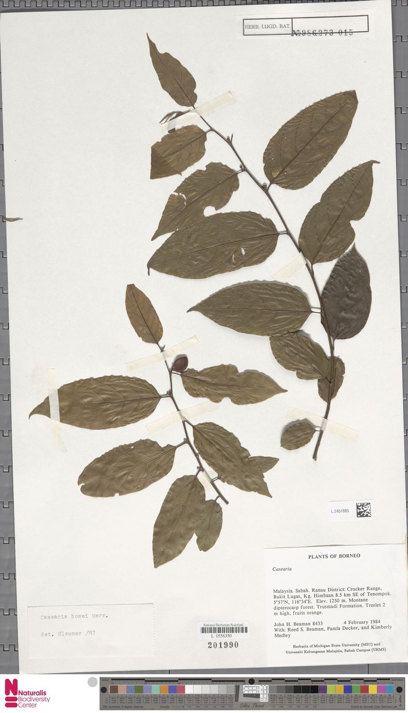 Casearia hosei photo 3