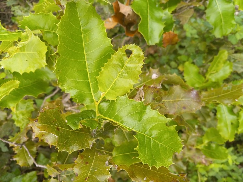 Casearia ilicifolia