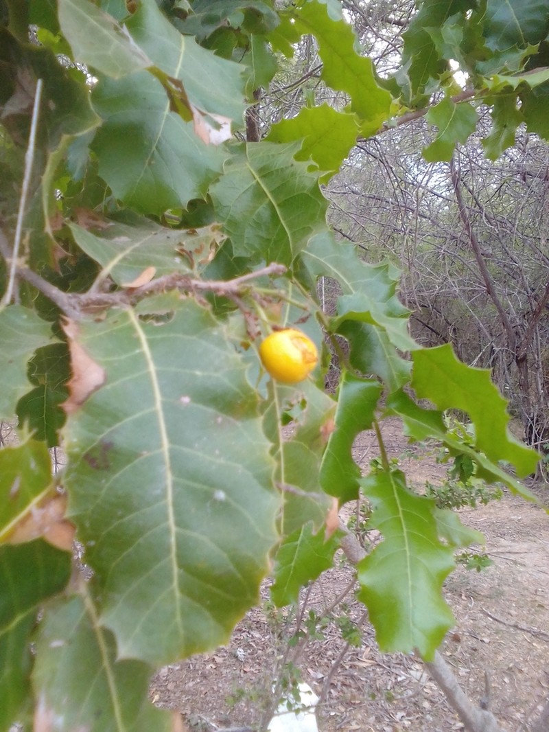Casearia ilicifolia photo 2