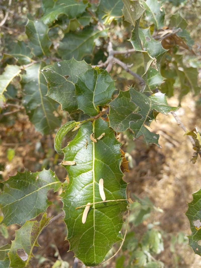Casearia ilicifolia photo 3