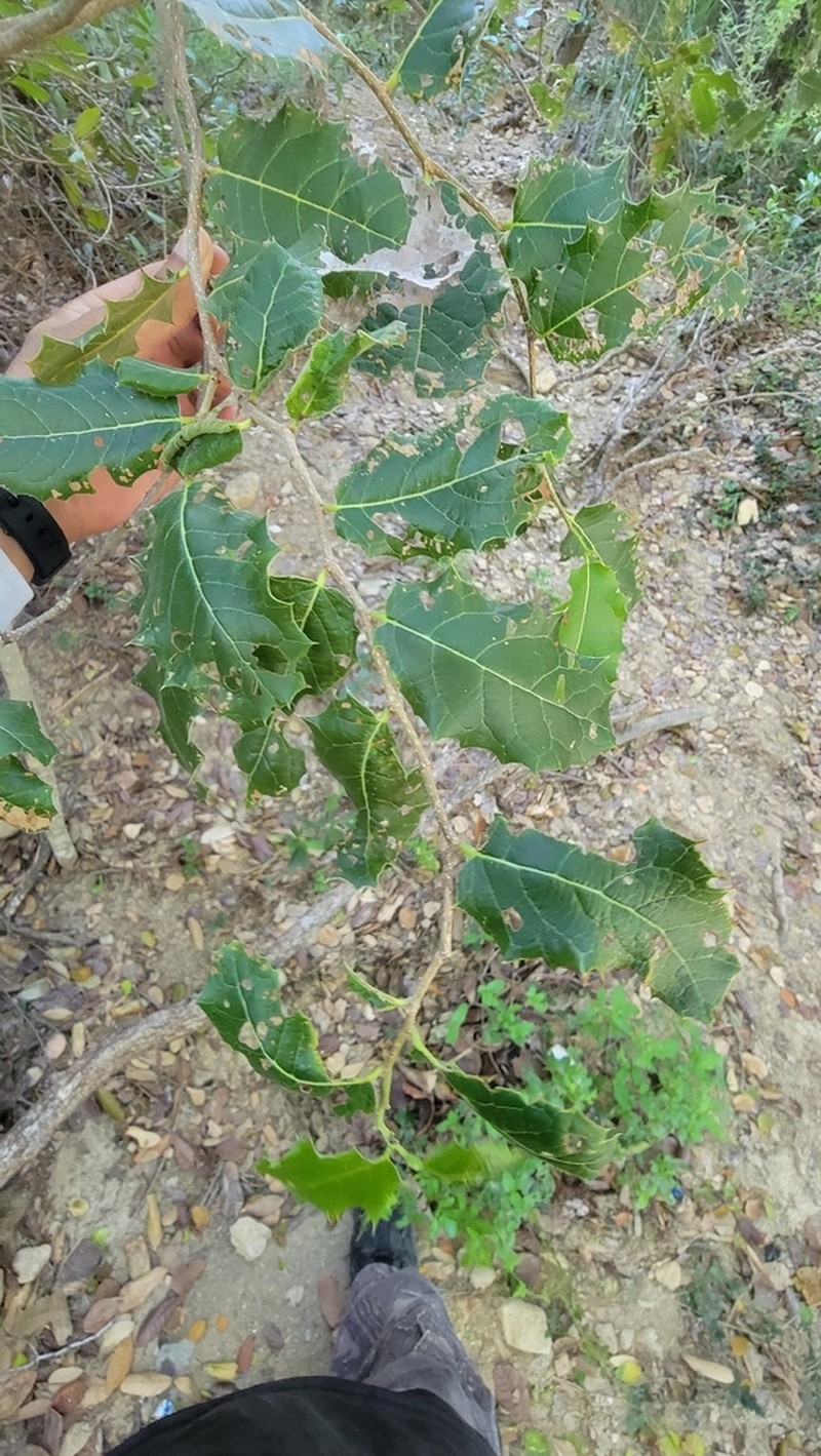 Casearia ilicifolia photo 4