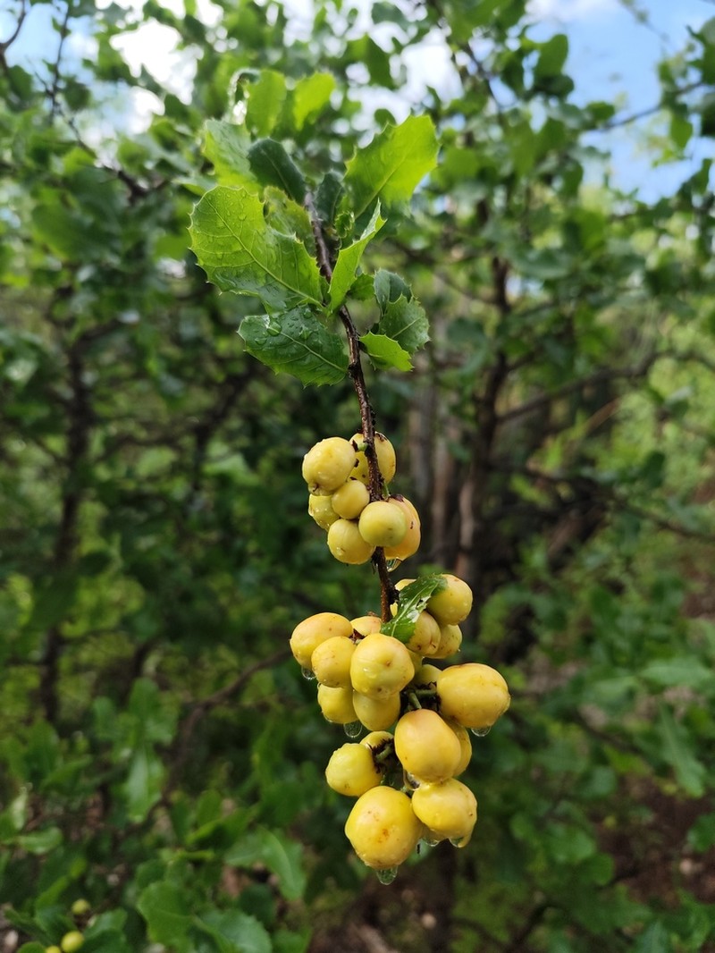 Casearia ilicifolia photo 5