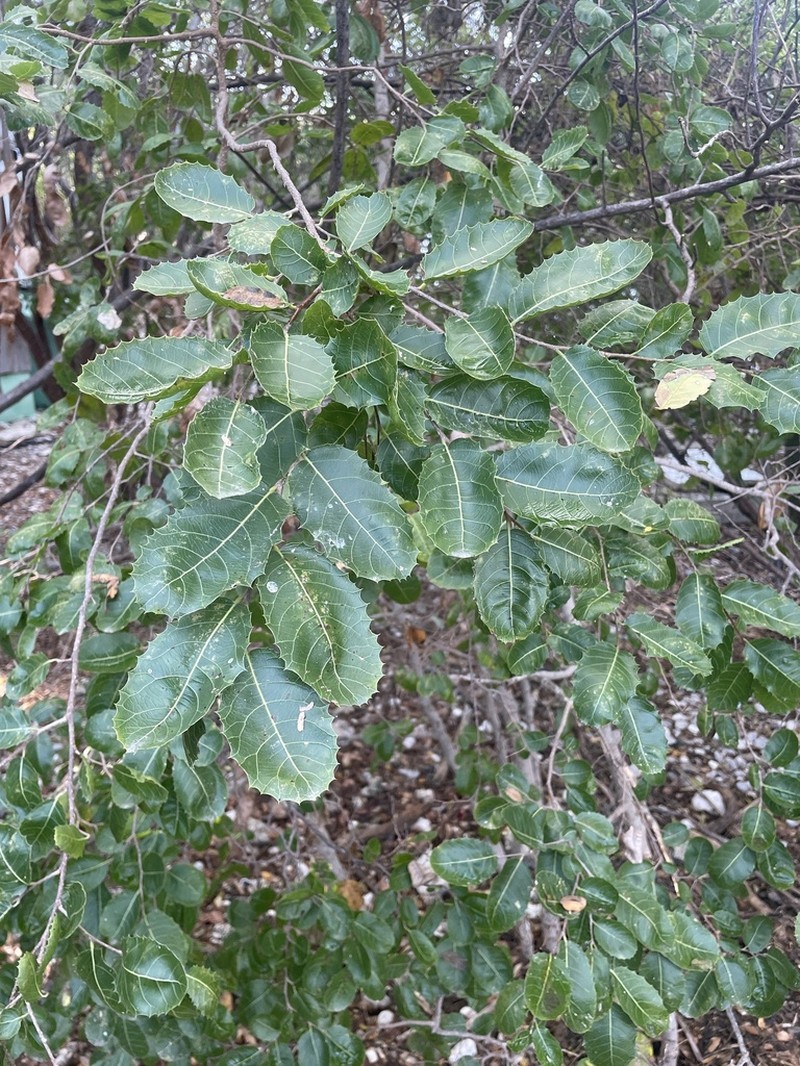 Casearia ilicifolia photo 6