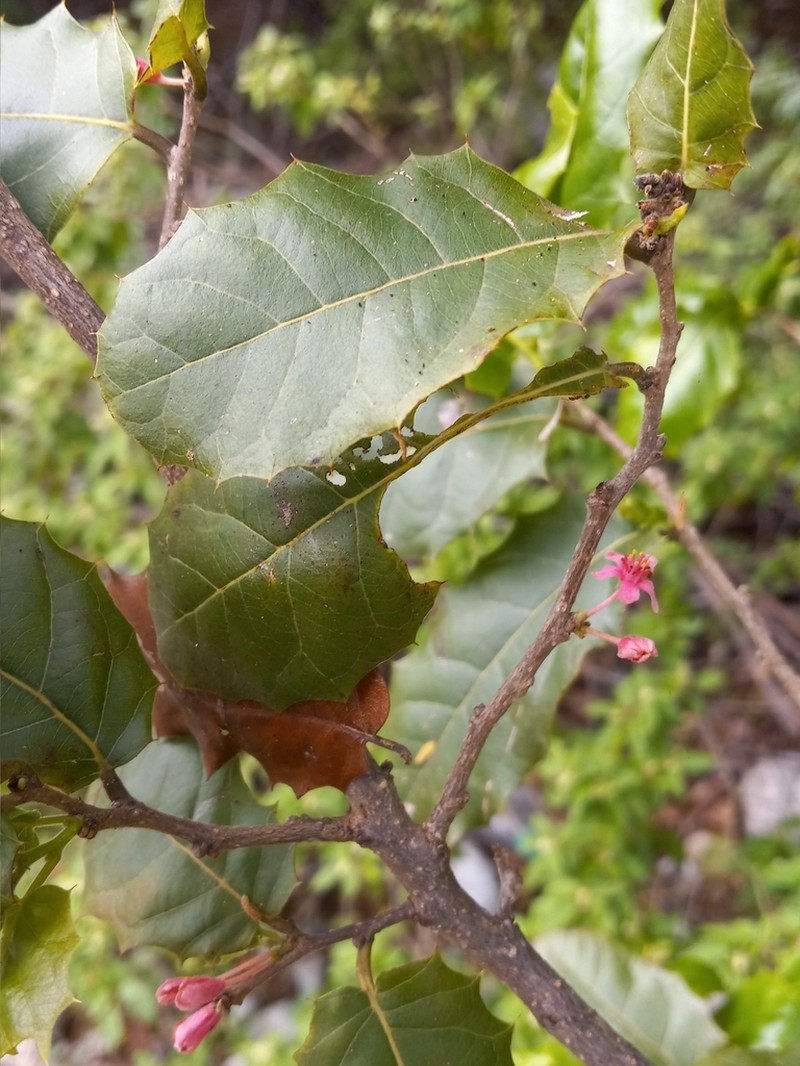 Casearia ilicifolia photo 8
