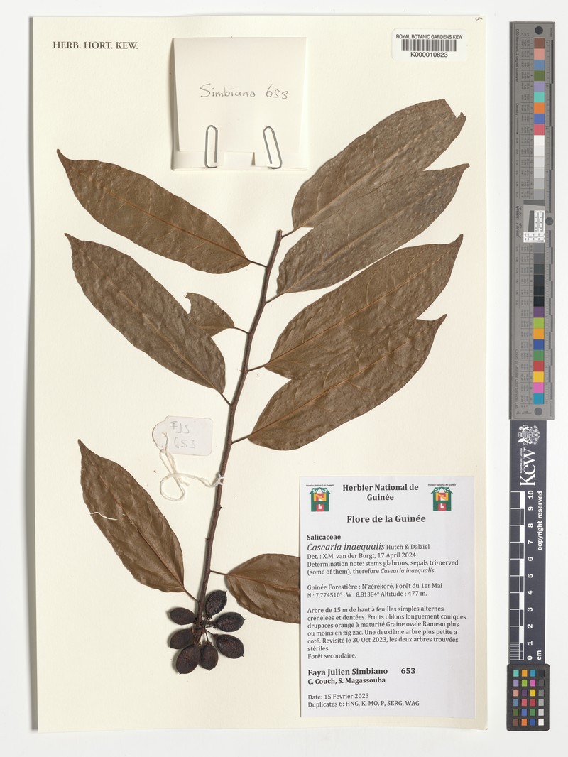 Casearia inaequalis photo 2