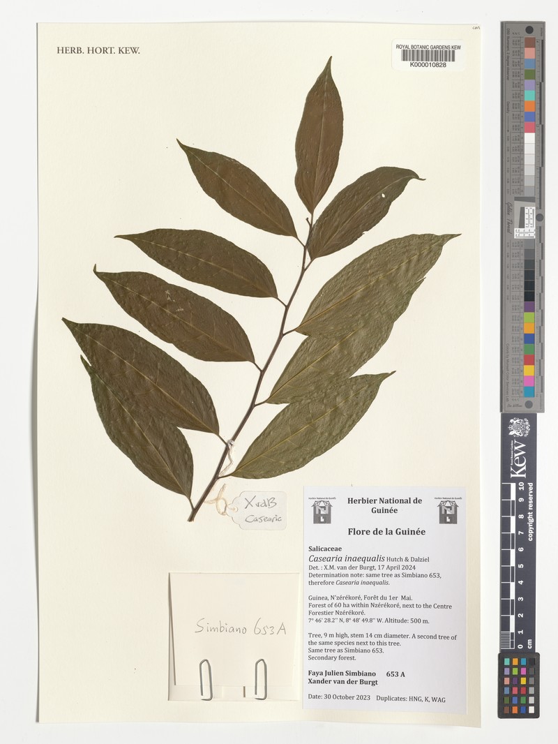 Casearia inaequalis photo 3