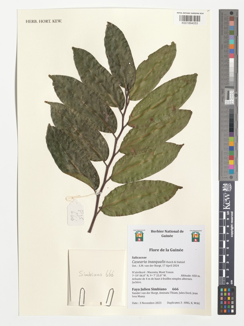 Casearia inaequalis photo 4