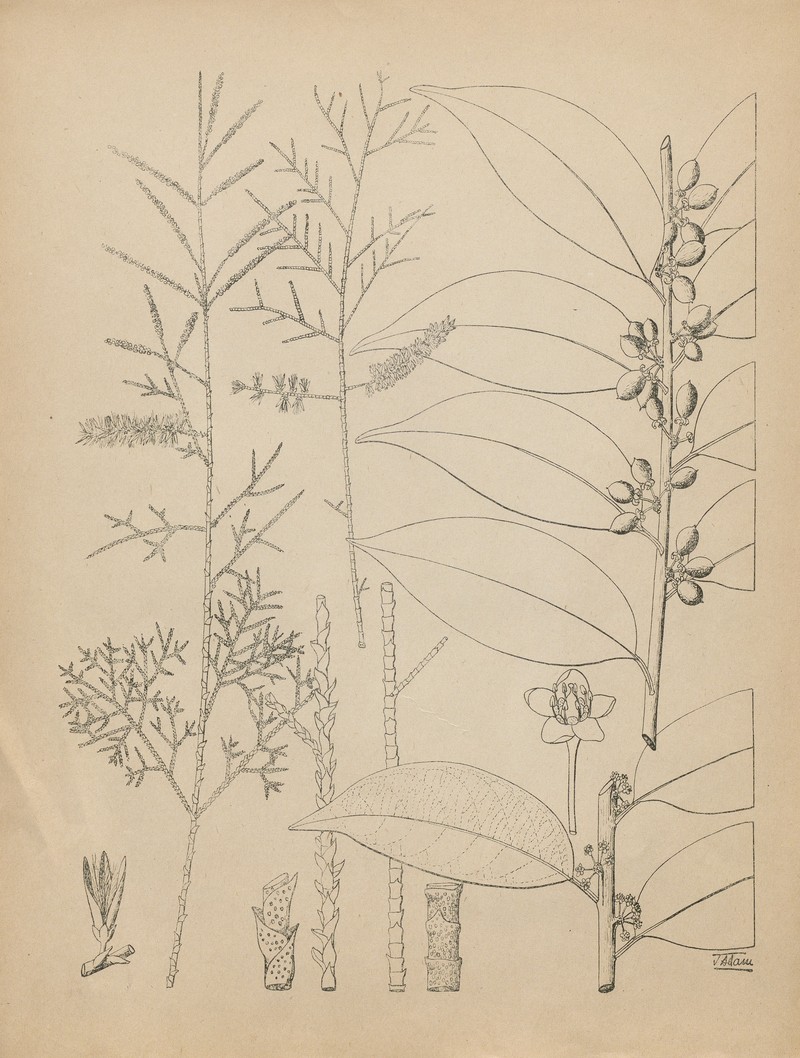 Casearia inaequalis
