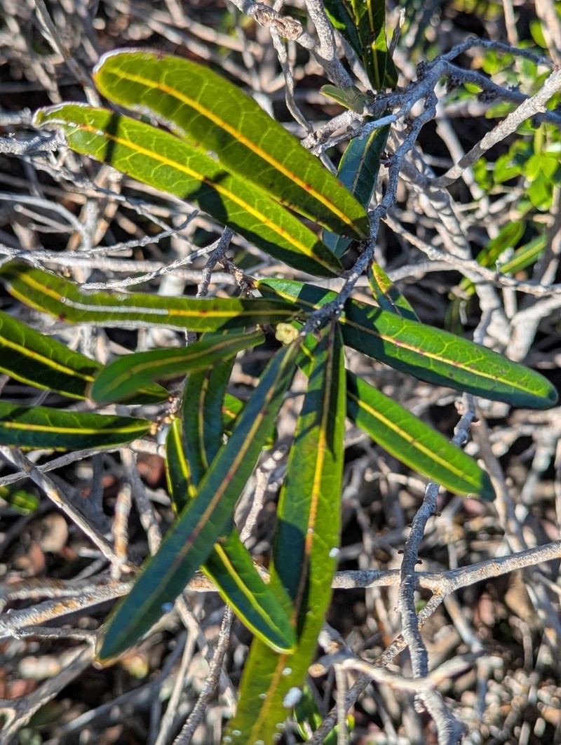 Casearia kaalaensis