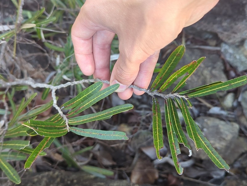 Casearia kaalaensis photo 2