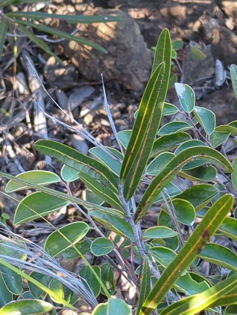 Casearia kaalaensis photo 3
