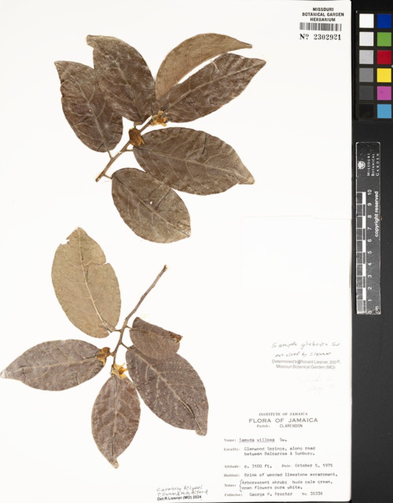 Casearia kigeri
