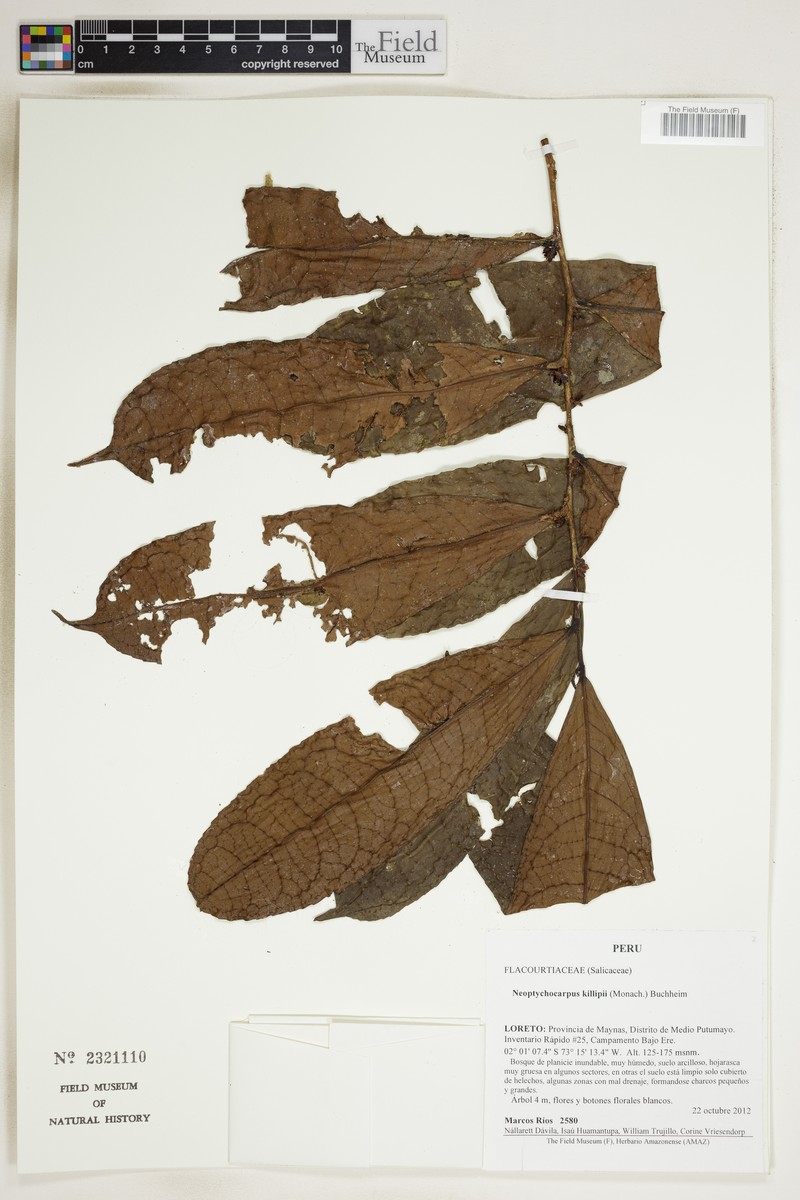 Casearia killipii
