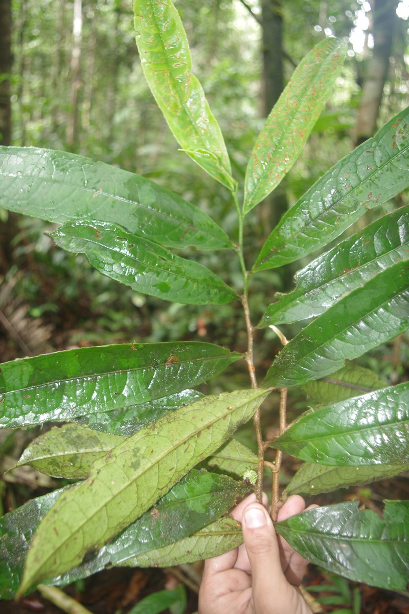 Casearia killipii photo 2