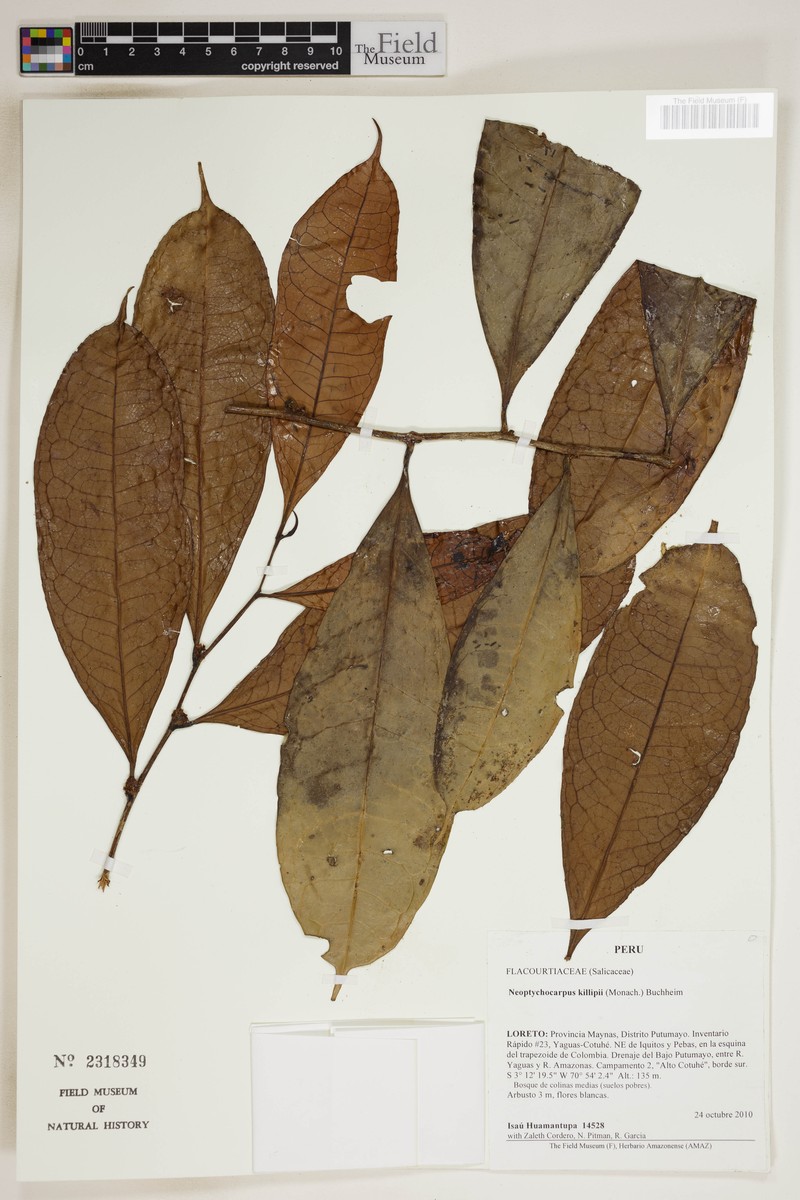Casearia killipii photo 3