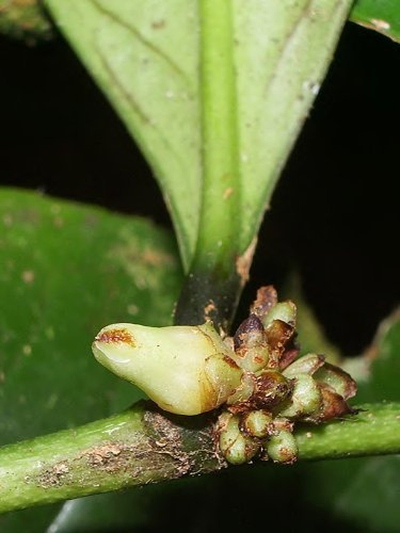 Casearia killipii photo 4