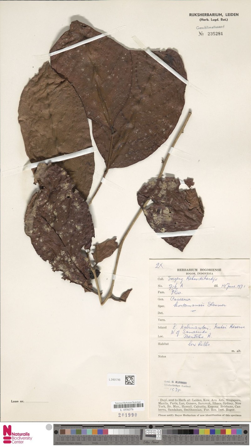 Casearia kostermansii