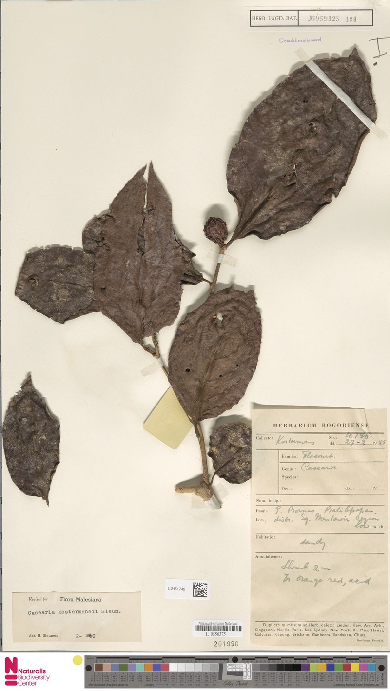 Casearia kostermansii photo 2