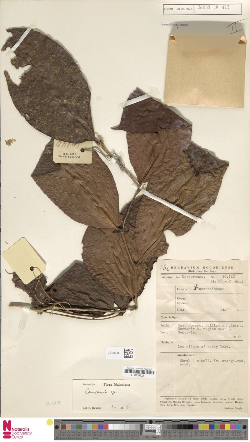 Casearia kostermansii photo 3