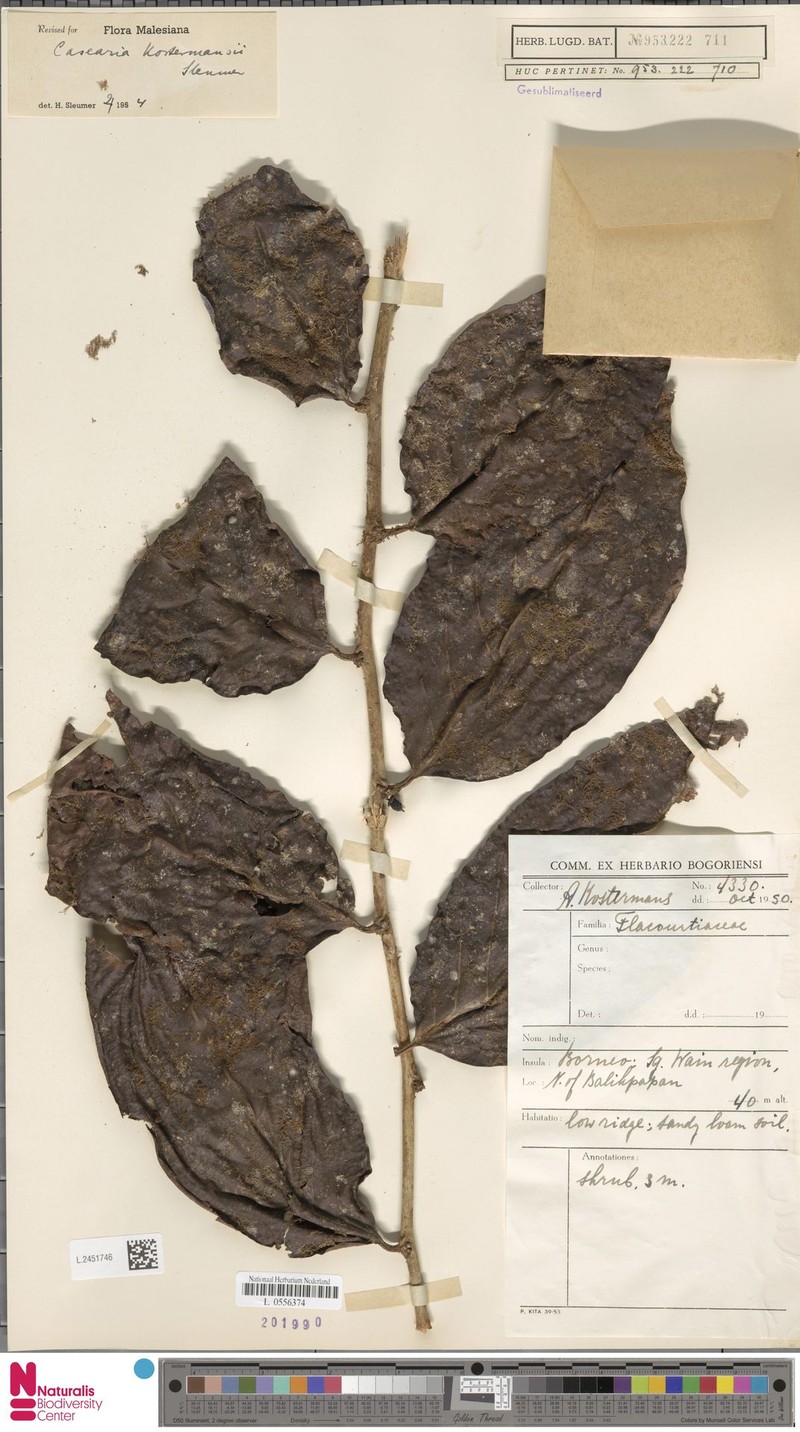 Casearia kostermansii photo 4