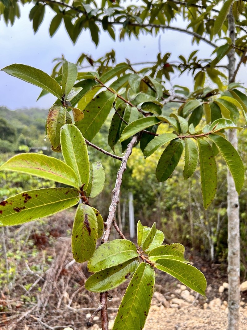 Casearia laetioides