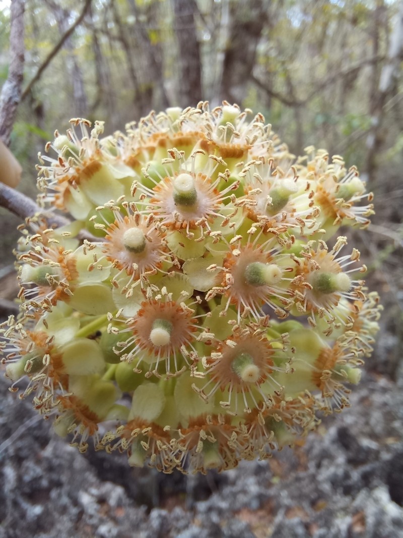 Casearia laetioides photo 2