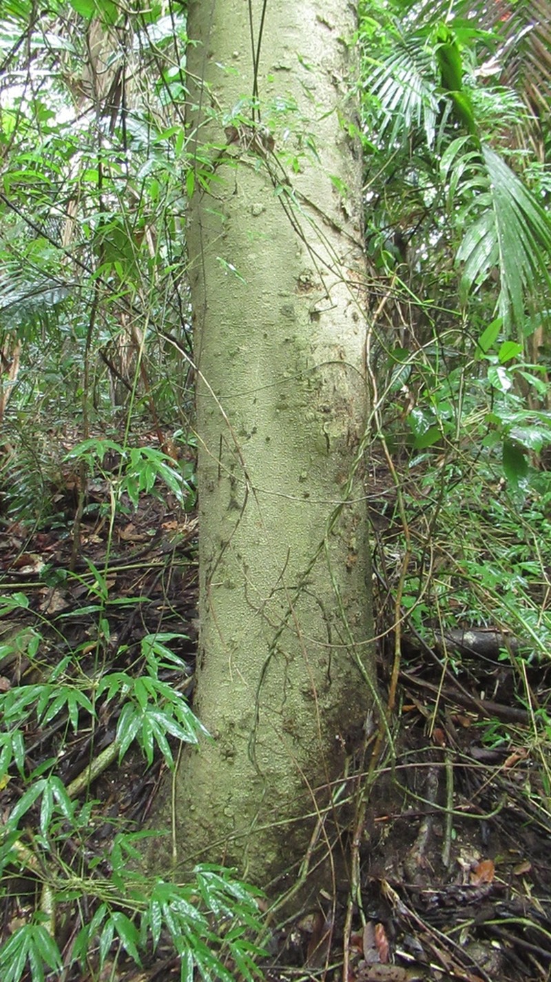 Casearia laetioides photo 4