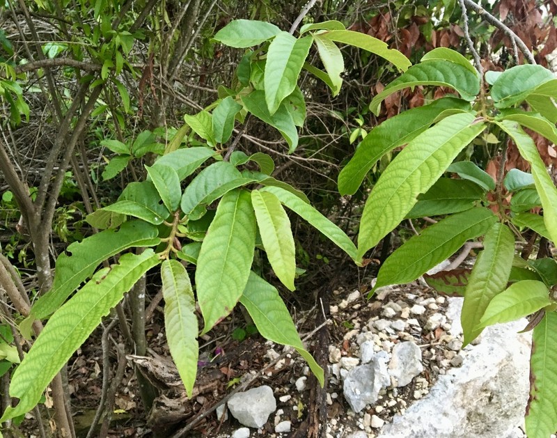 Casearia laetioides photo 5