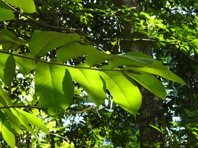 Casearia laetioides photo 6