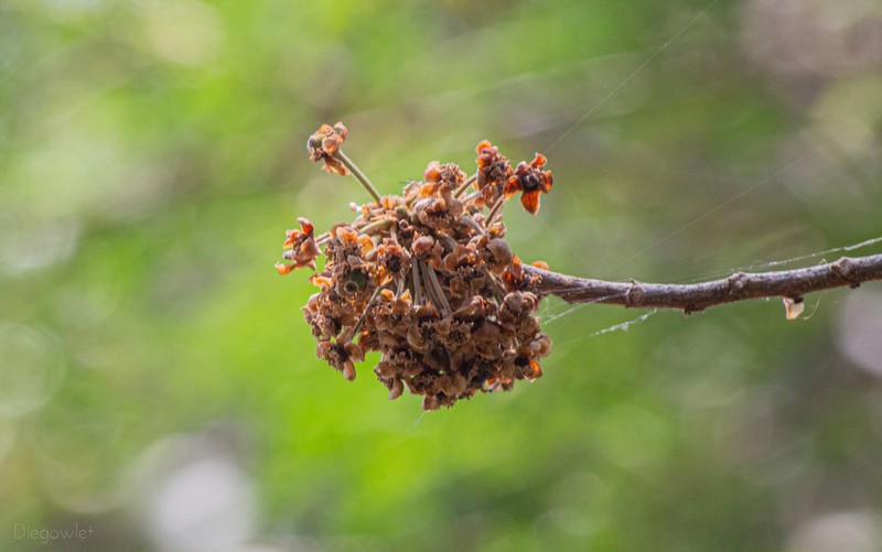 Casearia laetioides photo 8