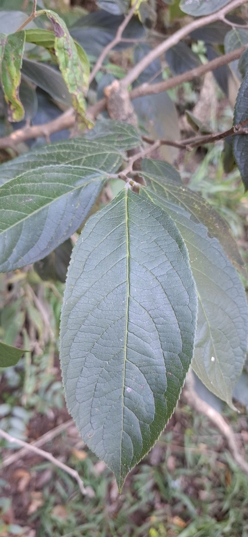 Casearia lasiophylla