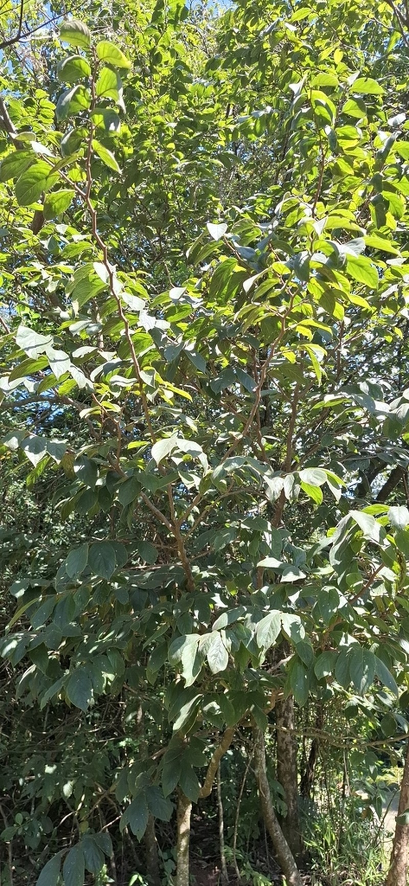 Casearia lasiophylla photo 2