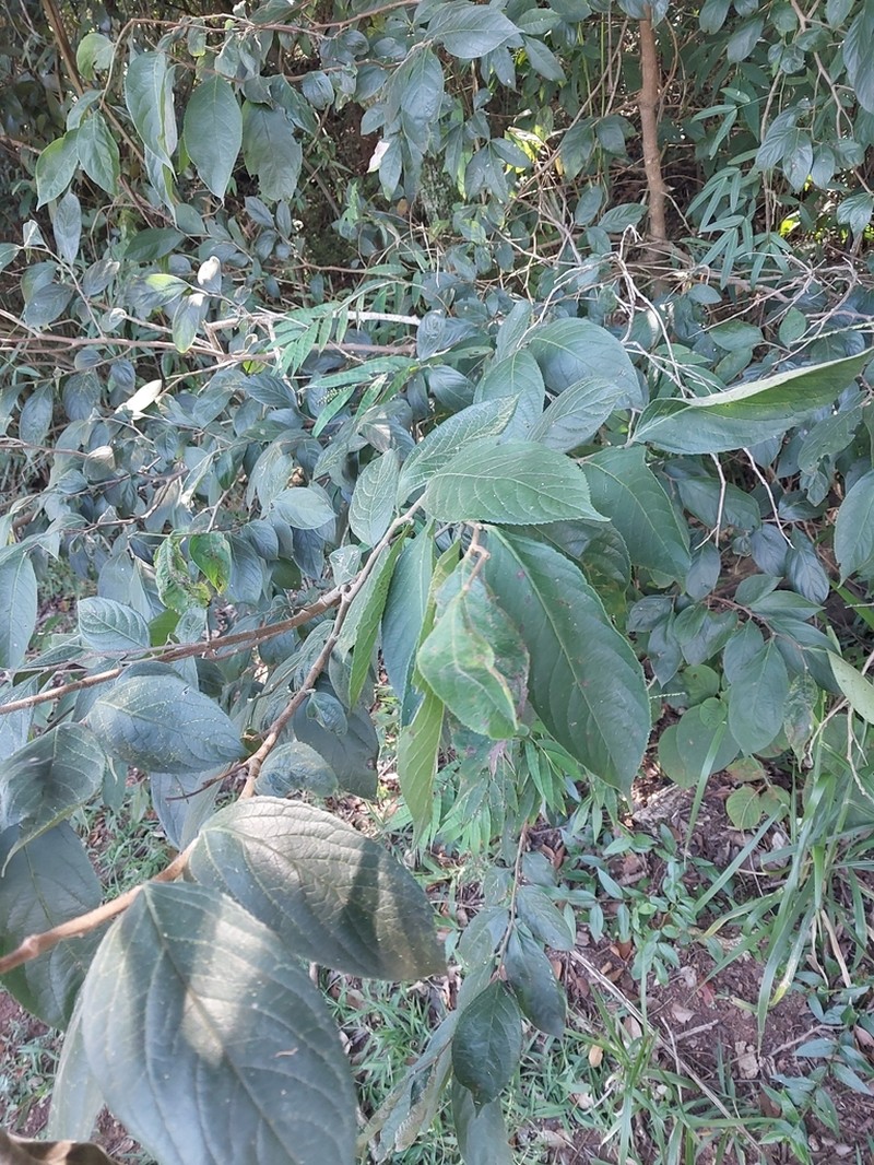 Casearia lasiophylla photo 3