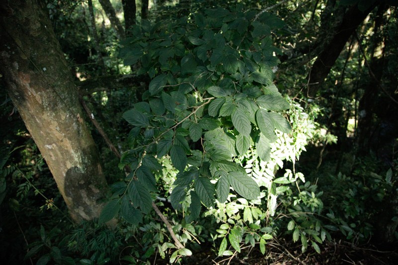 Casearia lasiophylla photo 5